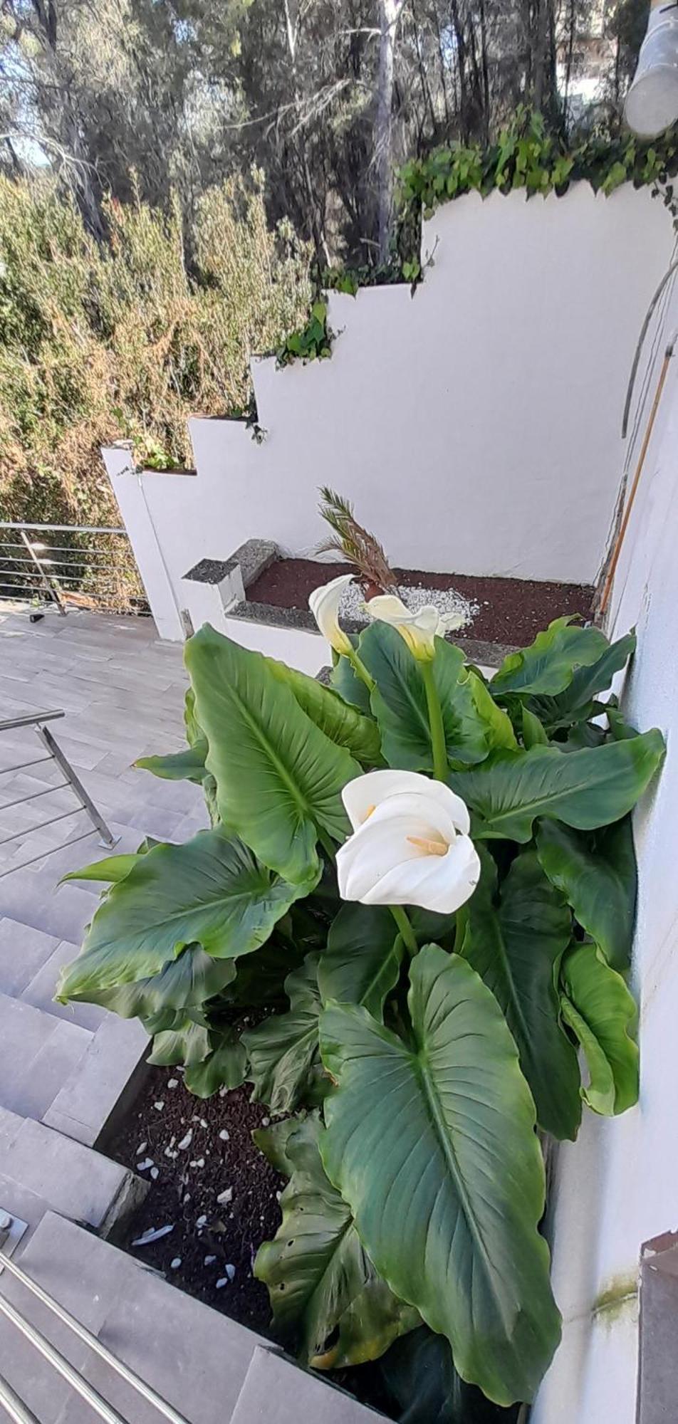Villa Avril Piscina Privada Y Amplias Terrazas Olivella Exterior foto